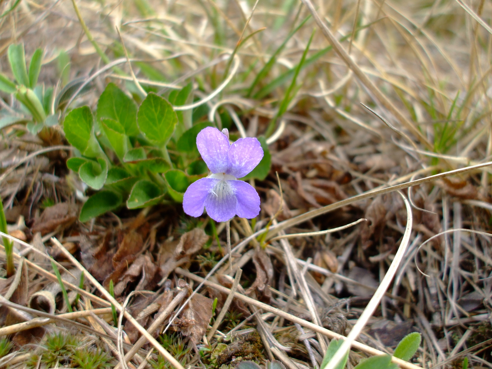 Viola adunca